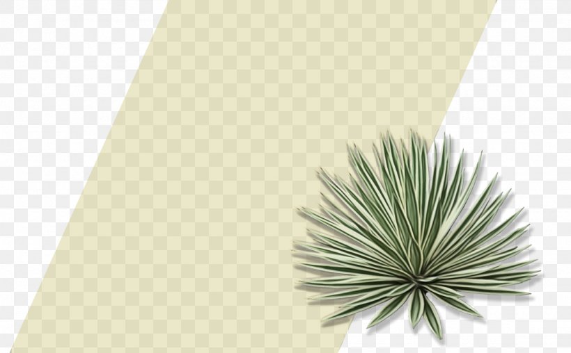 Family Tree Background, PNG, 1128x700px, Agave, Colorado Spruce, Flower, Grass, Green Download Free