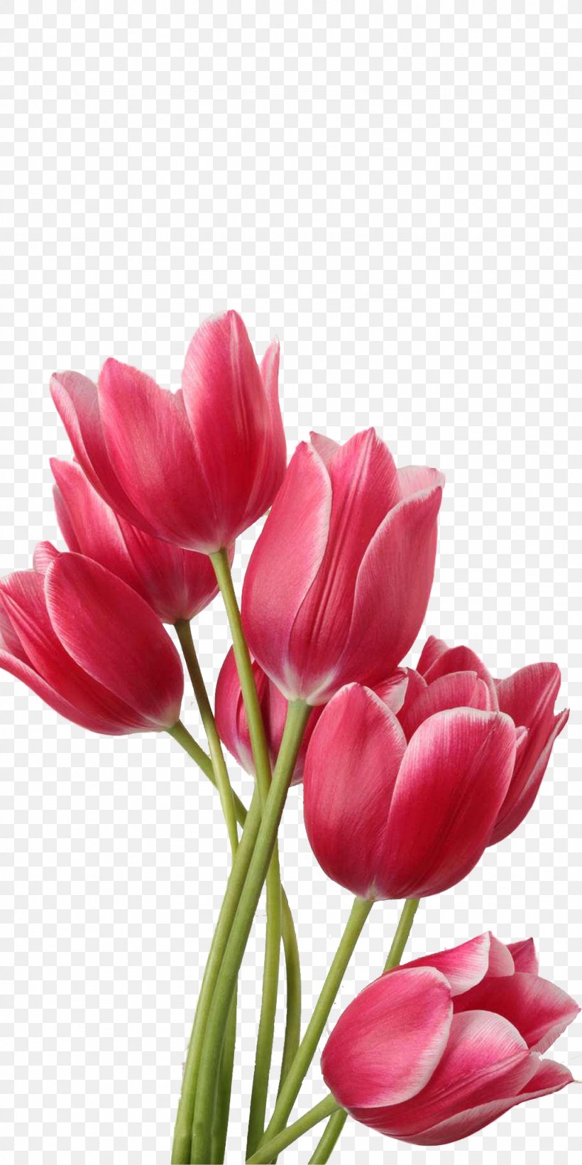 Flower Tulips In A Vase Clip Art, PNG, 1024x2048px, Flower, Color, Cut Flowers, Floral Design, Floristry Download Free