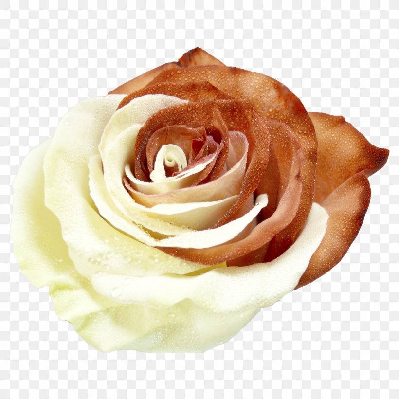 Garden Roses Cabbage Rose Cut Flowers Hand Petal, PNG, 1417x1417px, Garden Roses, Being, Cabbage Rose, Clover, Cut Flowers Download Free