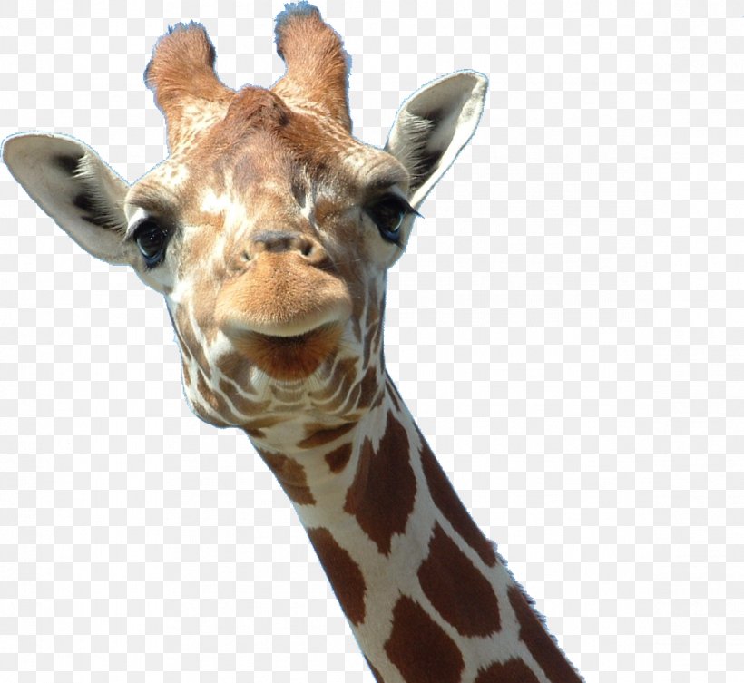 Giraffe Head Ossicone Horn Lamium Amplexicaule, PNG, 1163x1069px, Northern Giraffe, Animal, Even Toed Ungulate, Fauna, Giraffe Download Free