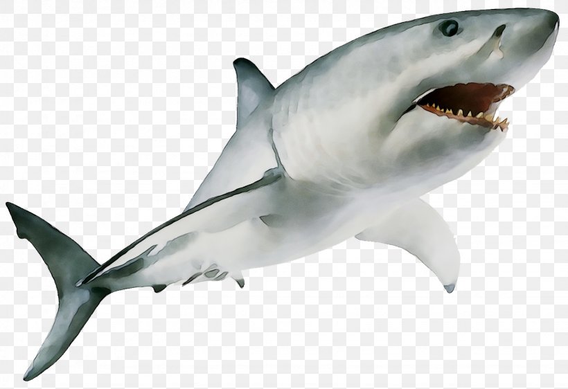 Great White Shark Mackerel Sharks Bull Shark Image Cartilaginous Fishes, PNG, 1641x1126px, Great White Shark, Animal, Animal Figure, Bull Shark, Carcharhiniformes Download Free