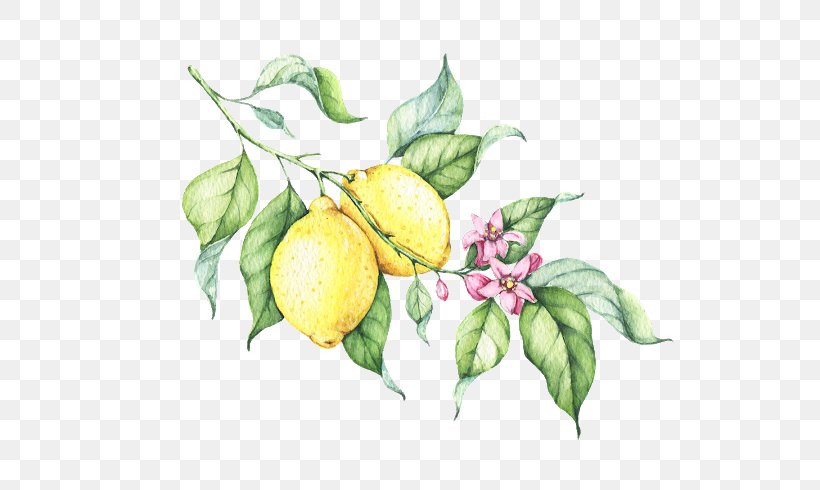 Lemonade Clip Art Watercolor Painting Drawing, PNG, 576x490px, Lemonade, Apple, Art, Bitter Orange, Branch Download Free