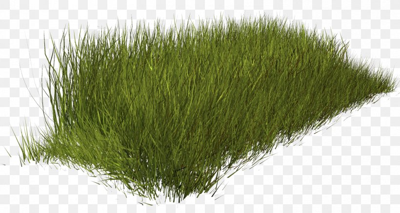 Weed Grass Clip Art, PNG, 1469x785px, Weed, Grass, Grass Family, Grasses, Green Download Free