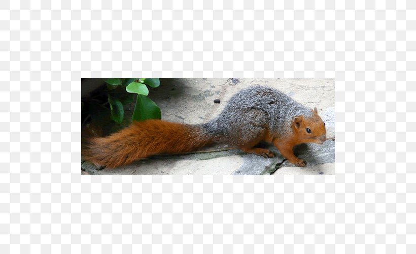 Fox Squirrel Rodent Red-cheeked Squirrel Callosciurus, PNG, 500x500px, Squirrel, Centimeter, Family, Fauna, Fox Squirrel Download Free