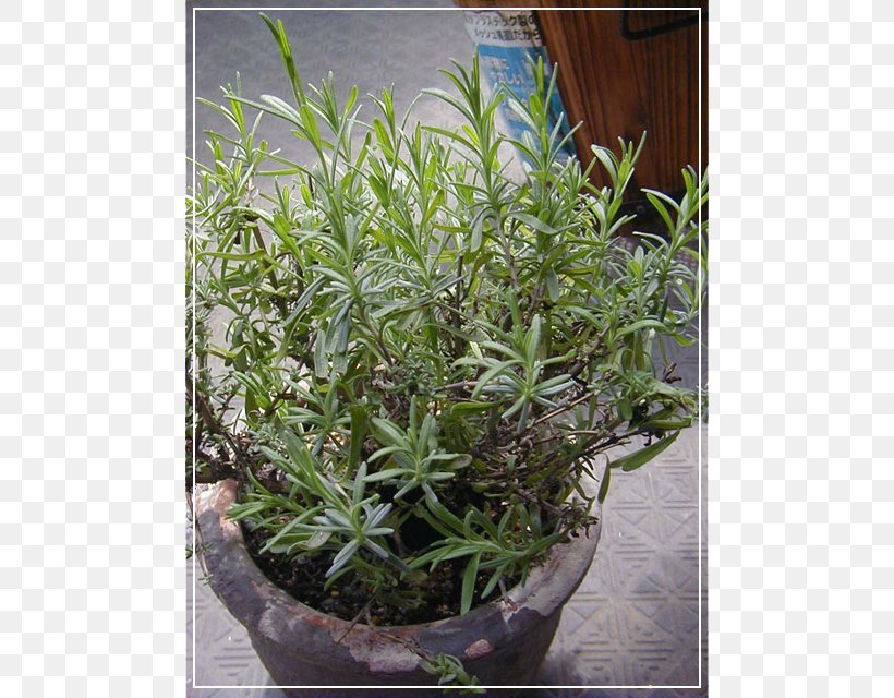 Herb Flowerpot Shrub Houseplant Evergreen, PNG, 640x640px, Herb, Evergreen, Flowerpot, Groundcover, Houseplant Download Free