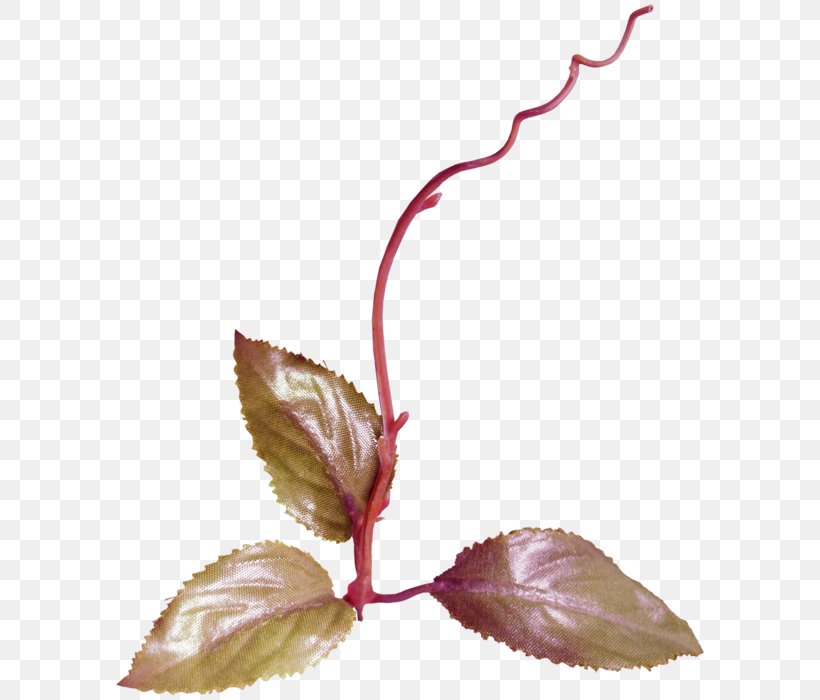 Leaf Clip Art, PNG, 596x700px, Leaf, Blog, Branch, Flower, Petal Download Free