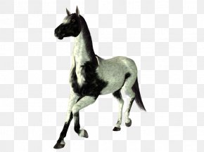 Caballo - Mustang Foal Stallion Colt Mare PNG