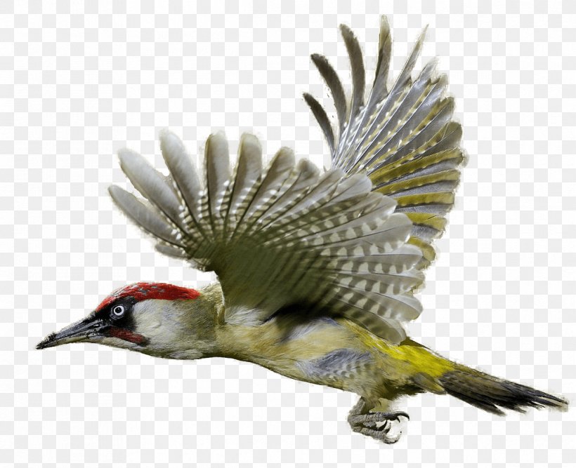 Woodpecker Bird Clip Art, PNG, 1194x972px, Woodpecker, Beak, Bird, Cuculiformes, European Green Woodpecker Download Free