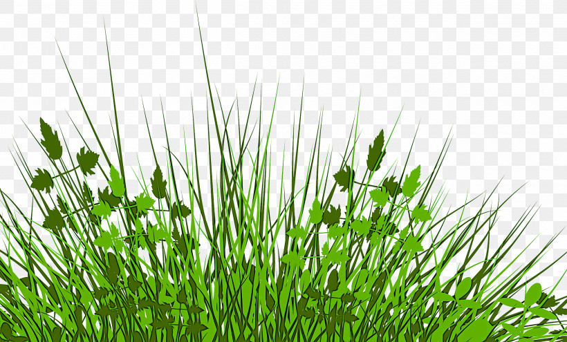 Grass Plant Green Vegetation Grass Family, PNG, 2500x1510px, Grass, Chives, Chrysopogon Zizanioides, Flower, Fodder Download Free