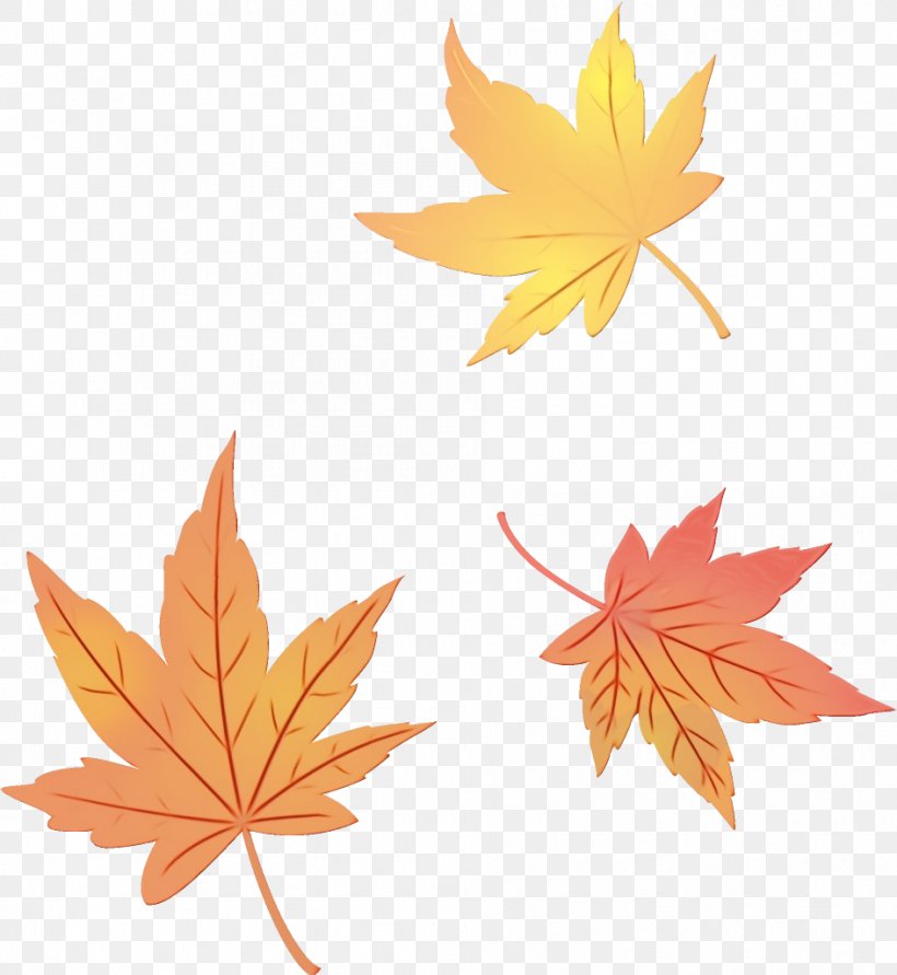 Maple Leaf, PNG, 944x1026px, Watercolor, Black Maple, Leaf, Maple, Maple Leaf Download Free