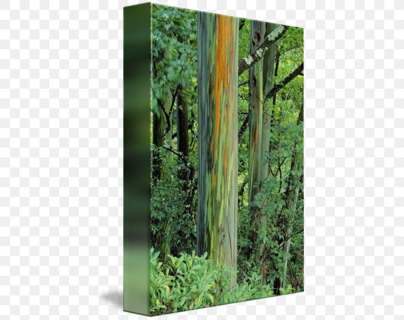 Rainbow Eucalyptus Trunk Northern Hardwood Forest Temperate Broadleaf And Mixed Forest, PNG, 425x650px, Rainbow Eucalyptus, Aluminium, Bamboo, Biome, Broadleaved Tree Download Free