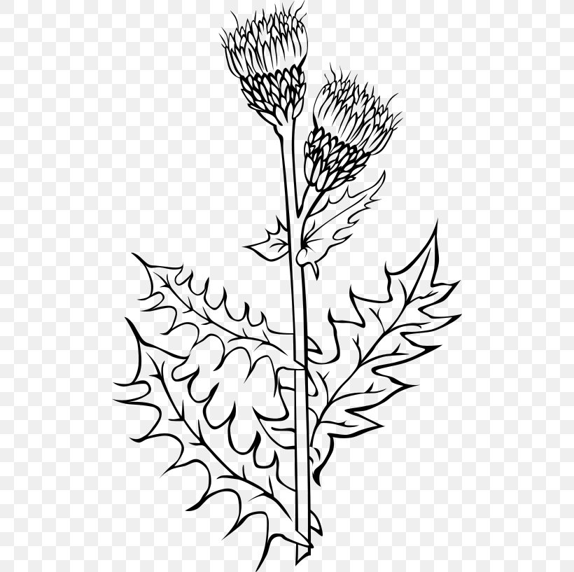 Creeping Thistle Cirsium Vulgare Milk Thistle Drawing, PNG, 500x817px, Creeping Thistle, Artwork, Black And White, Branch, Cirsium Download Free