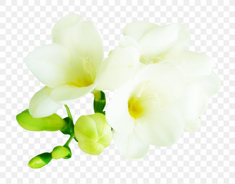 Cut Flowers Floral Design Clip Art, PNG, 1280x1002px, Flower, Cut Flowers, Floral Design, Flowering Plant, Green Download Free