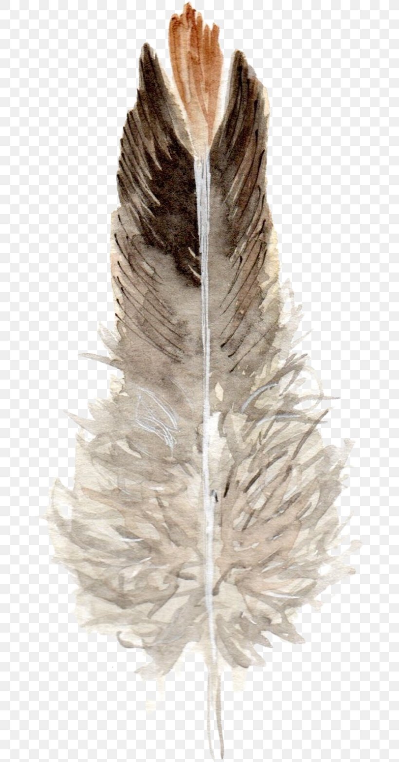 Feather, PNG, 678x1566px, Feather, Wing Download Free