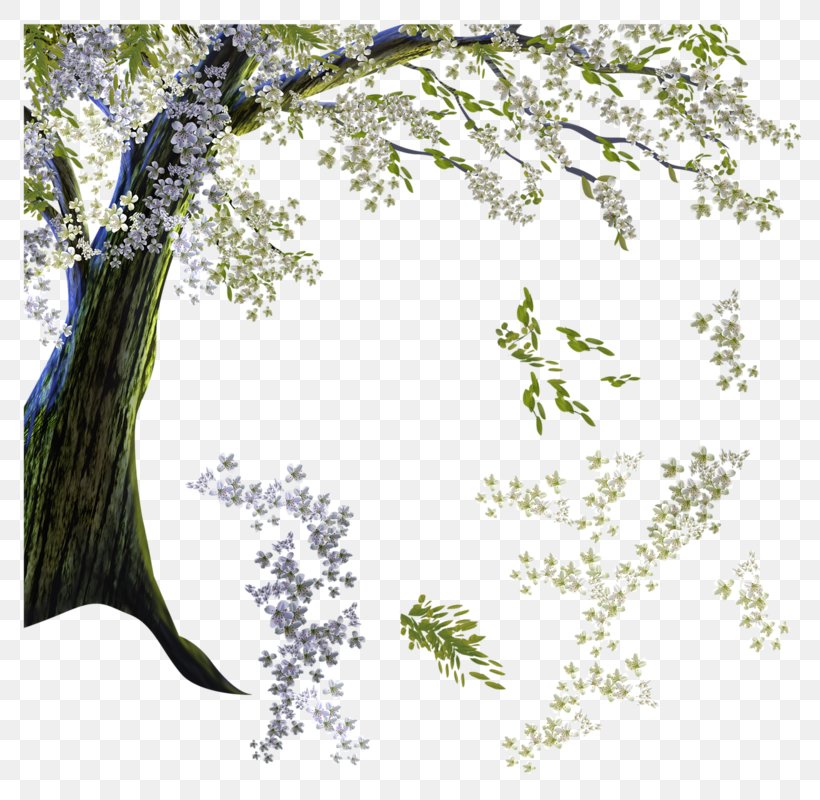 National Cherry Blossom Festival Twig Clip Art, PNG, 800x800px, National Cherry Blossom Festival, Blossom, Branch, Cartoon, Cherry Download Free