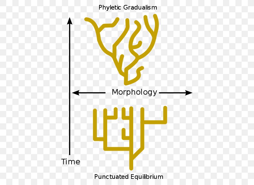 Punctuated Equilibrium Evolution Phyletic Gradualism Biology, PNG, 450x600px, Punctuated Equilibrium, Area, Biology, Brand, Charles Darwin Download Free