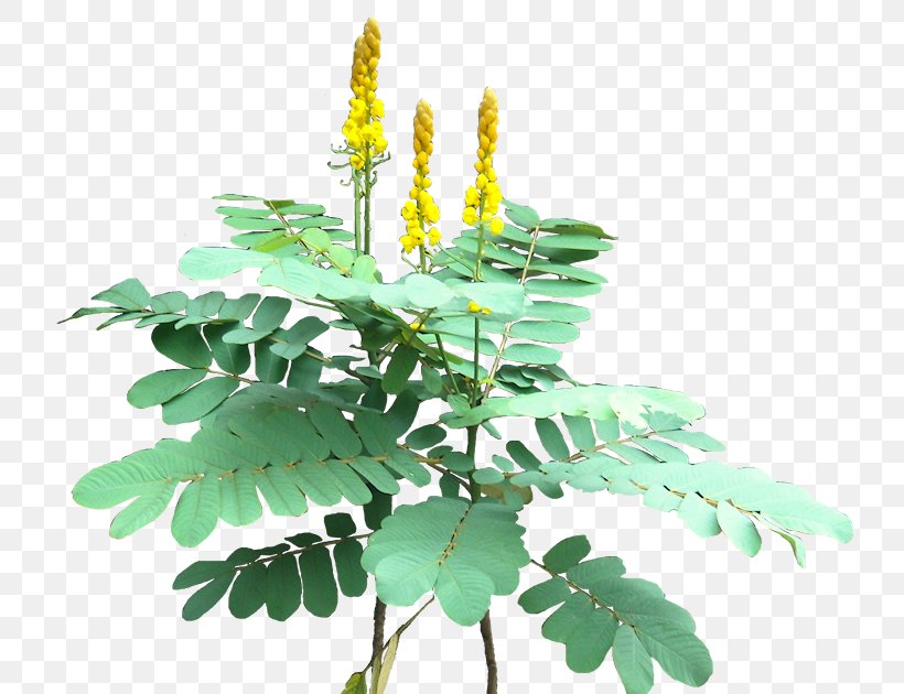 Senna Alata Golden Shower Tree Plectranthus Scutellarioides Plant Clusia, PNG, 741x630px, Senna Alata, Banana, Cassia, Cloud Forest, Clusia Download Free