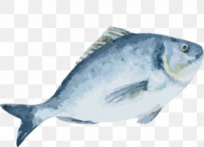 Hand Painted Fish Material - Drawing Fish Euclidean Vector PNG