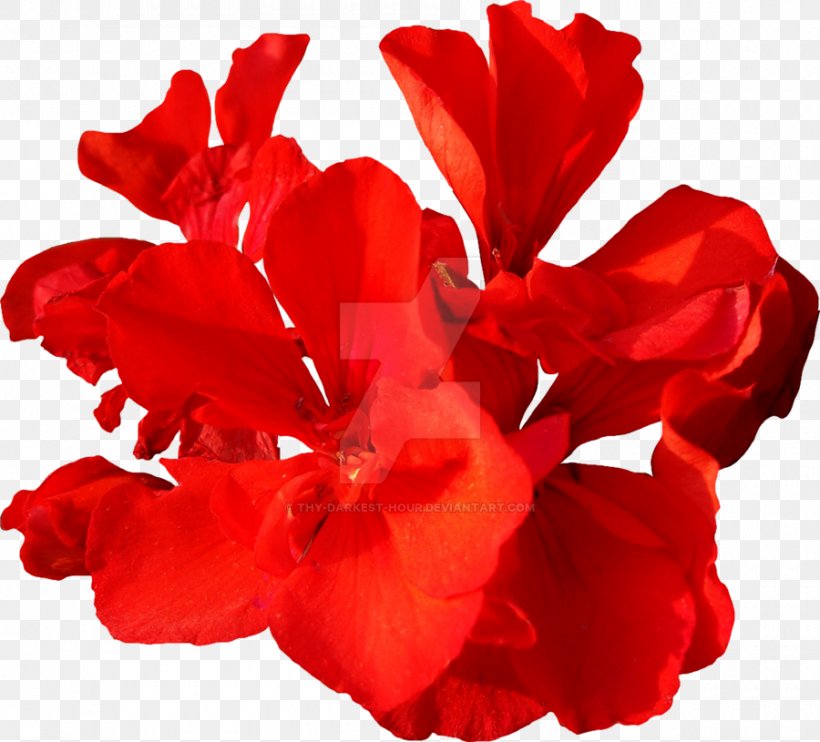 Flower Red Plant Mallows, PNG, 900x815px, Flower, Carnation, Color, Cut Flowers, Deviantart Download Free