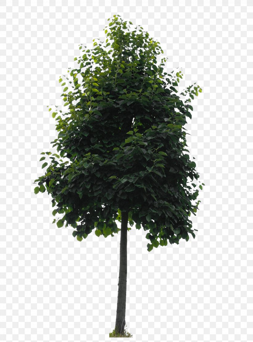 Branch Tree Oak Lindens Shrub, PNG, 2304x3107px, Branch, Archiveis, Computer Monitors, Display Resolution, Evergreen Download Free