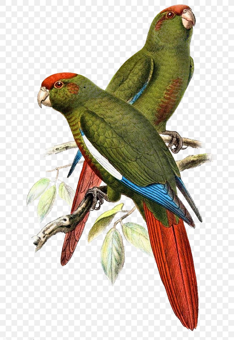 Budgerigar Parrot Bird Rose-crowned Parakeet, PNG, 800x1190px, Budgerigar, Aratinga, Beak, Bird, Bluecrowned Parakeet Download Free