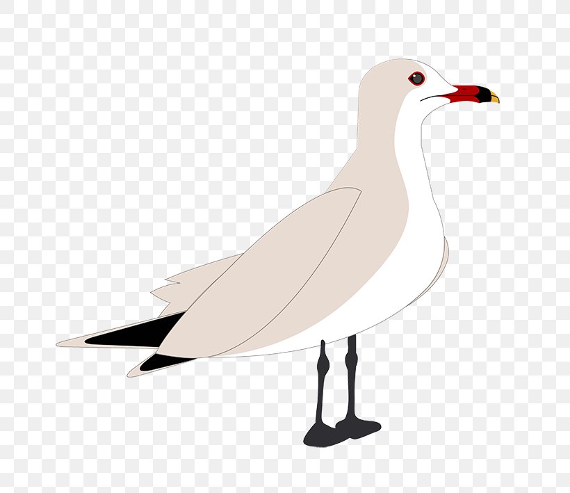 European Herring Gull Gulls Cygnini Goose Anatidae, PNG, 709x709px, European Herring Gull, Anatidae, Beak, Bird, Charadriiformes Download Free