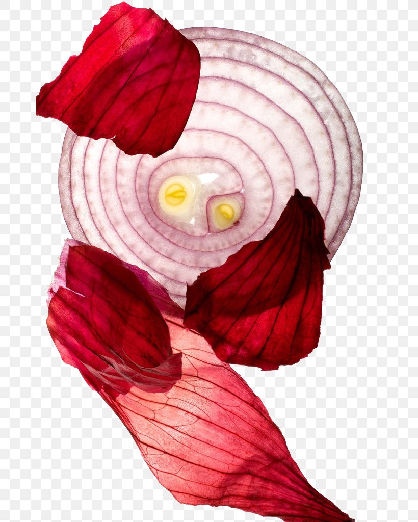 Hamburger Sofrito Red Onion, PNG, 680x1024px, Hamburger, Alamy, Art, Floral Design, Flower Download Free