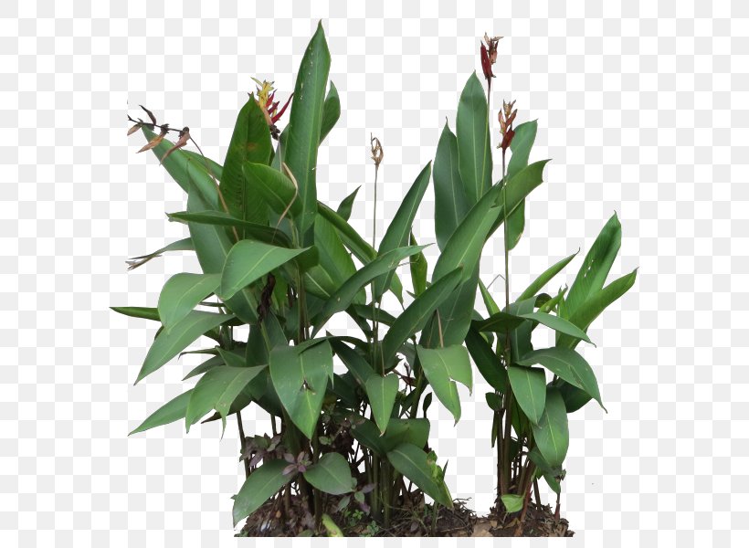 Leaf Flowerpot Plant Stem, PNG, 600x600px, Leaf, Flower, Flowerpot, Plant, Plant Stem Download Free