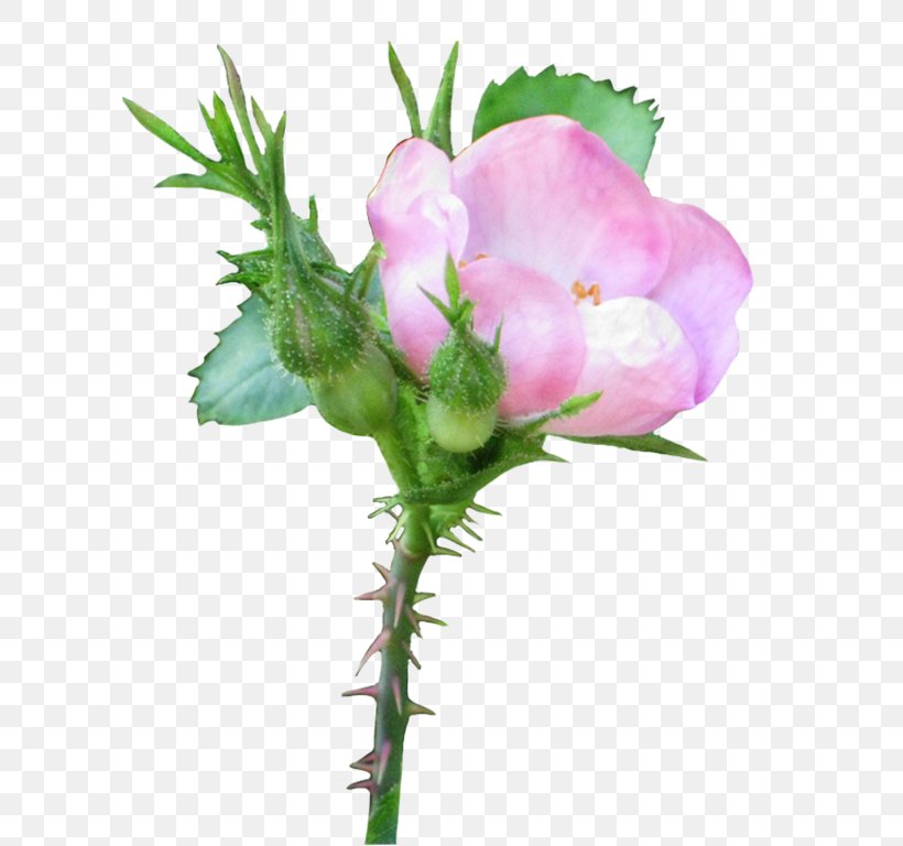 Pink Rosaceae Rosa Acicularis Clip Art, PNG, 635x768px, Pink, Bud, Color, Cut Flowers, Flower Download Free