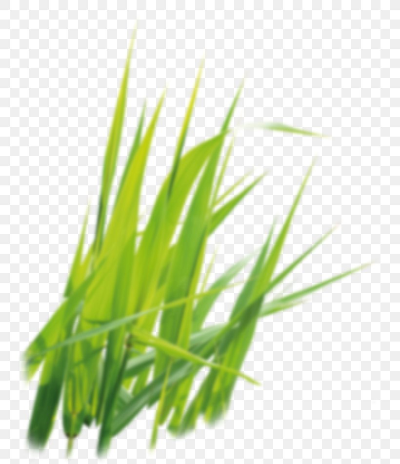 Sweet Grass Vetiver Commodity Wheatgrass Plant Stem, PNG, 747x951px, Sweet Grass, Chrysopogon, Chrysopogon Zizanioides, Commodity, Grass Download Free