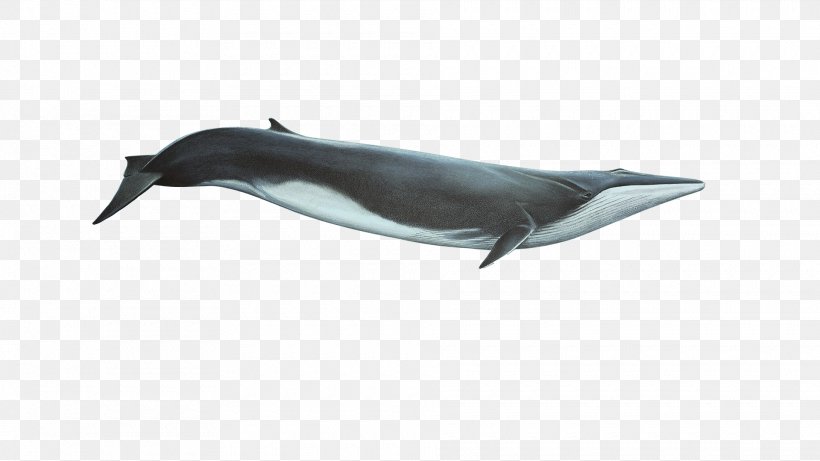 Tucuxi Short-beaked Common Dolphin White-beaked Dolphin Wholphin Porpoise, PNG, 1920x1080px, Tucuxi, Animal, Beak, Common Dolphin, Dolphin Download Free