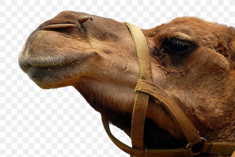 Dromedary Stock Photography Image Desert, PNG, 960x642px, Dromedary, Adaptation, Animal, Arabian Camel, Arizona Download Free