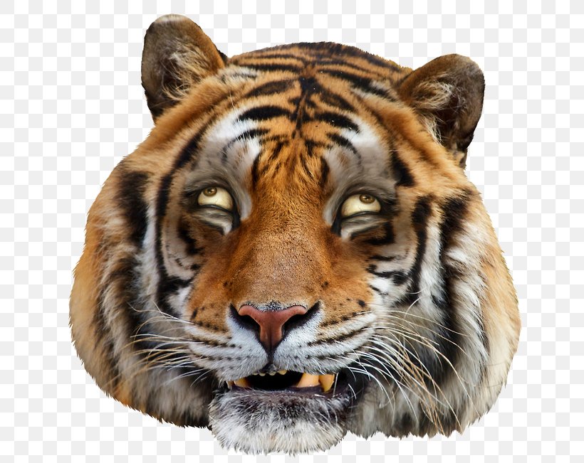 Tiger YouTube Funny Face, PNG, 651x651px, Tiger, Belly Brothers, Big Cats, Blog, Carnivoran Download Free