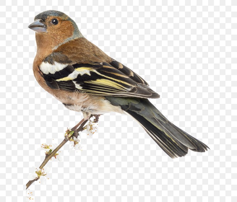 Common Chaffinch Bird House Sparrow Stock Photography, PNG, 640x700px, Finch, American Sparrows, Beak, Bird, Brambling Download Free