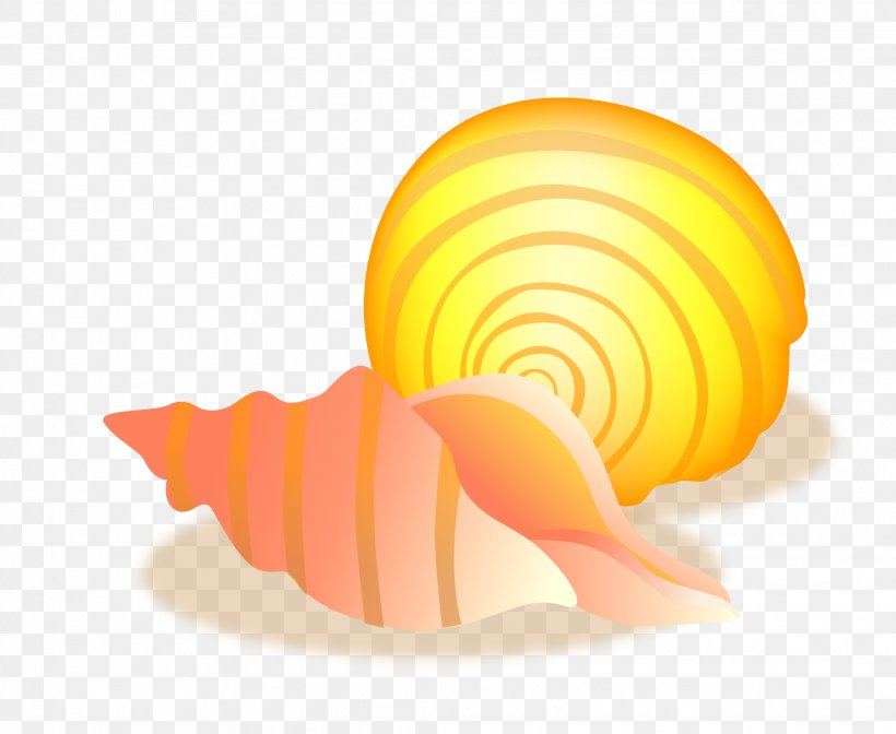 Conch Sea Snail Seashell, PNG, 2081x1706px, Conch, Computer Graphics, Designer, Invertebrate, Orange Download Free