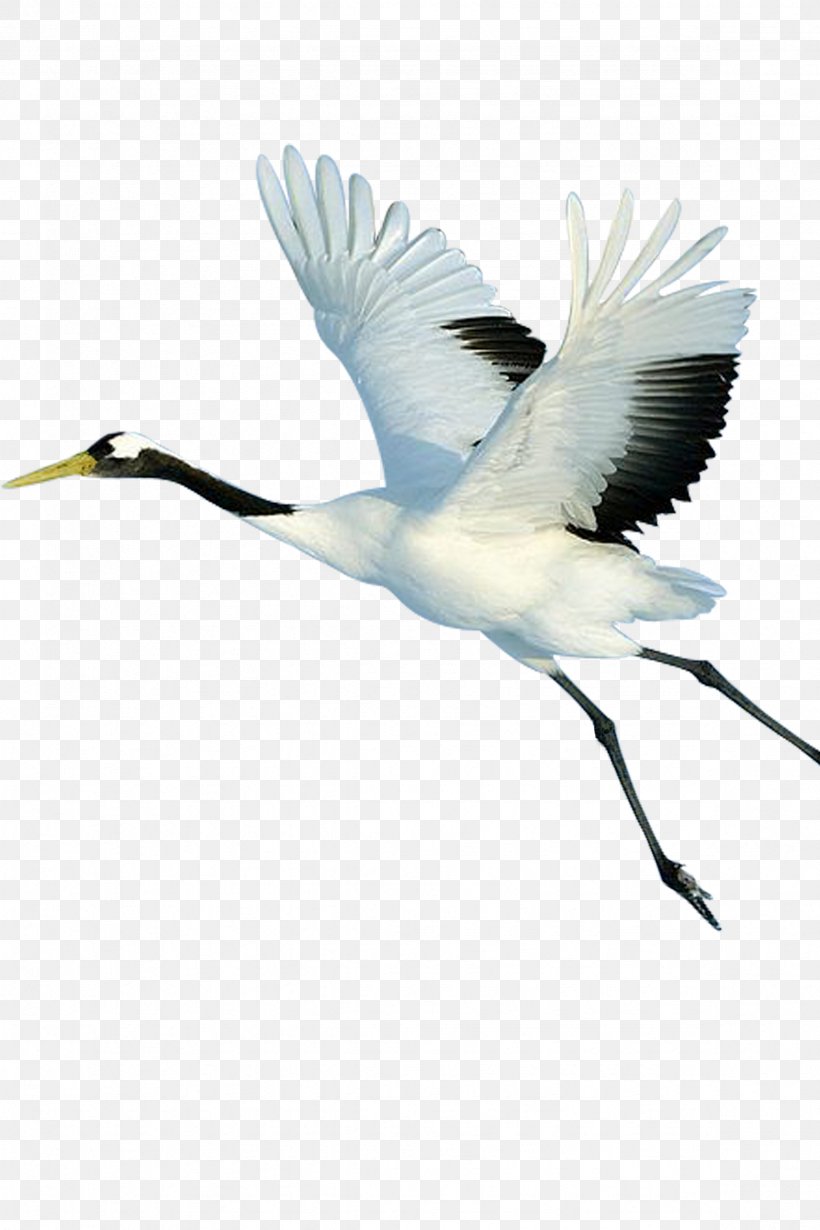 Crane Bird Limpkin, PNG, 2362x3543px, Crane, Animal, Beak, Bird, Ciconiiformes Download Free