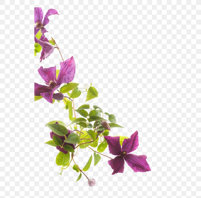 Flower Stock Photography Clematis Viticella, PNG, 546x808px, Flower, Branch, Clematis Viticella, Flora, Floral Design Download Free