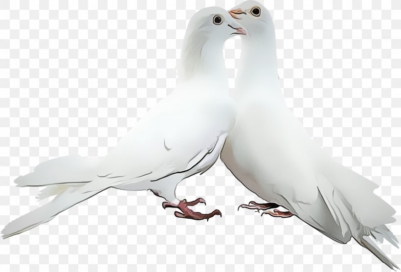 Typical Pigeons Pigeons And Doves GIF Picture Frames Adobe Photoshop, PNG, 1280x868px, Typical Pigeons, Animal, Beak, Bird, Calma Download Free