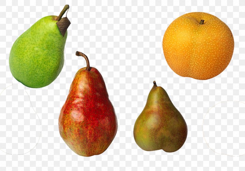 Bosc Pear Williams Pear DAnjou Comice Pears Asian Pear, PNG, 1000x700px, Bosc Pear, Accessory Fruit, Asian Pear, Comice Pears, Danjou Download Free