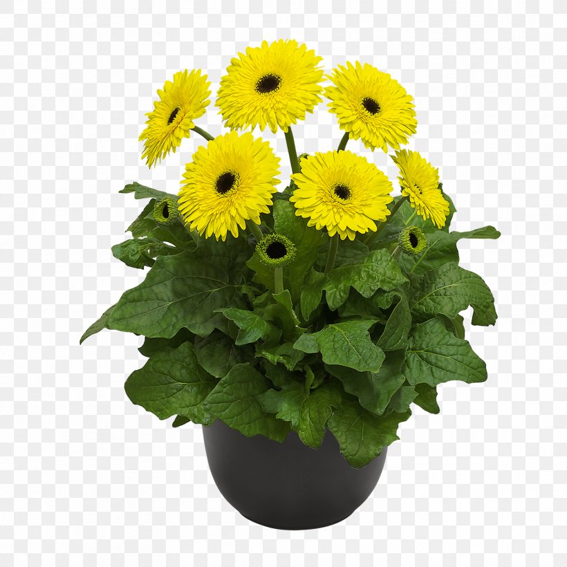 Flowerpot Cut Flowers Chrysanthemum Common Sunflower, PNG, 1772x1772px, Flowerpot, Annual Plant, Chrysanthemum, Common Daisy, Common Sunflower Download Free