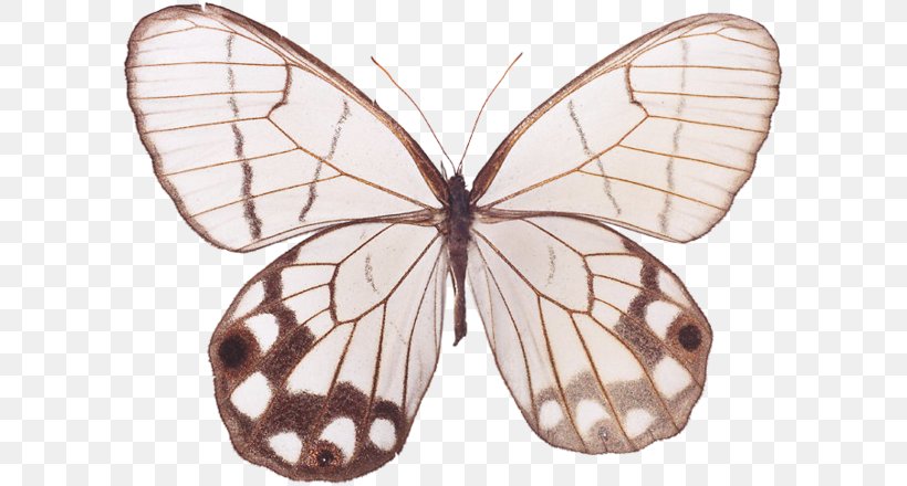 Monarch Butterfly Pieridae Silkworm Brush-footed Butterflies, PNG, 600x440px, Monarch Butterfly, Arthropod, Bombycidae, Brush Footed Butterfly, Brushfooted Butterflies Download Free