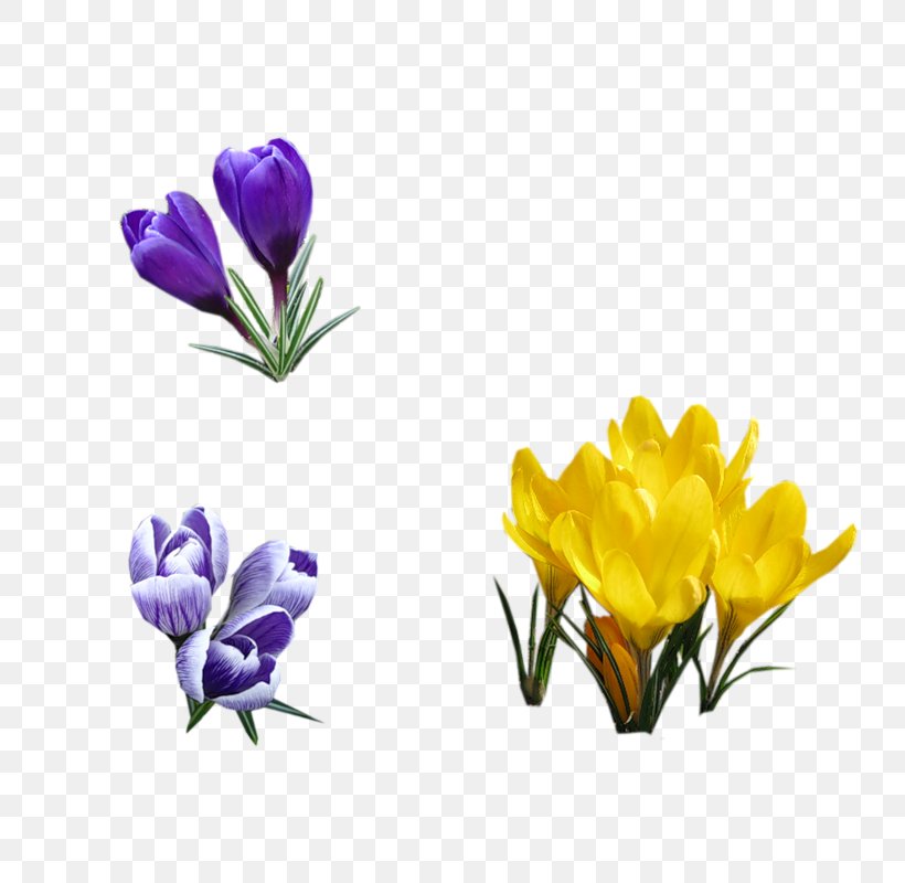 Spring Blue Photography Flower Violet, PNG, 800x800px, Spring, Blue, Crocus, Cut Flowers, Daytime Download Free
