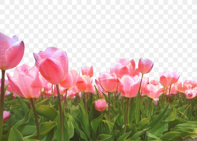 Tulip Annual Plant Spring Pink M Blossom, PNG, 2093x1500px, Tulip, Annual Plant, Blossom, Botany, Bud Download Free