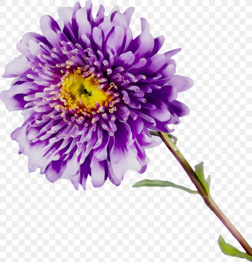 Aster Chrysanthemum Cut Flowers Purple Annual Plant, PNG, 1372x1428px, Aster, Alpine Aster, Annual Plant, China Aster, Chrysanthemum Download Free