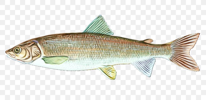 Fish Fish Fish Products Oily Fish Bony-fish, PNG, 800x400px, Watercolor, Bonyfish, Fish, Fish Products, Oily Fish Download Free