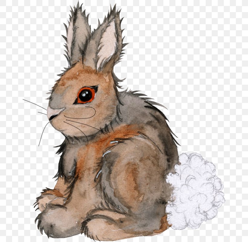 Domestic Rabbit Hare Rodent Clip Art, PNG, 670x800px, Domestic Rabbit, Carnivoran, Directory, Drawing, Fauna Download Free