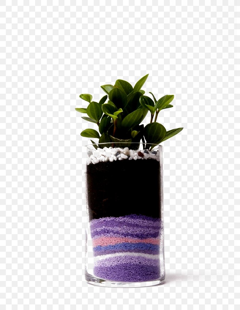 Flowerpot Plant Sand Computer File, PNG, 800x1059px, Flowerpot, Bud, Glass, Google Images, Leaf Download Free