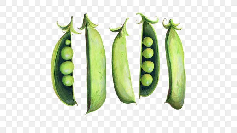 Snap Pea Drawing Watercolor Painting Illustration, PNG, 564x460px, Snow Pea, Bean, Botanical Illustration, Cucumber, Cucumber Gourd And Melon Family Download Free