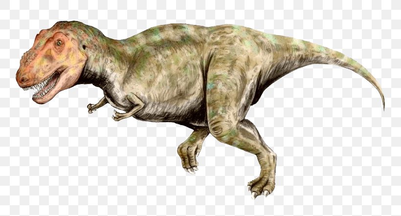 Tyrannosaurus Late Cretaceous Tyrannosauridae Ankylosaurus Spinosaurus, PNG, 800x442px, Tyrannosaurus, Ankylosaurus, Apex Predator, Carnivore, Cretaceous Download Free