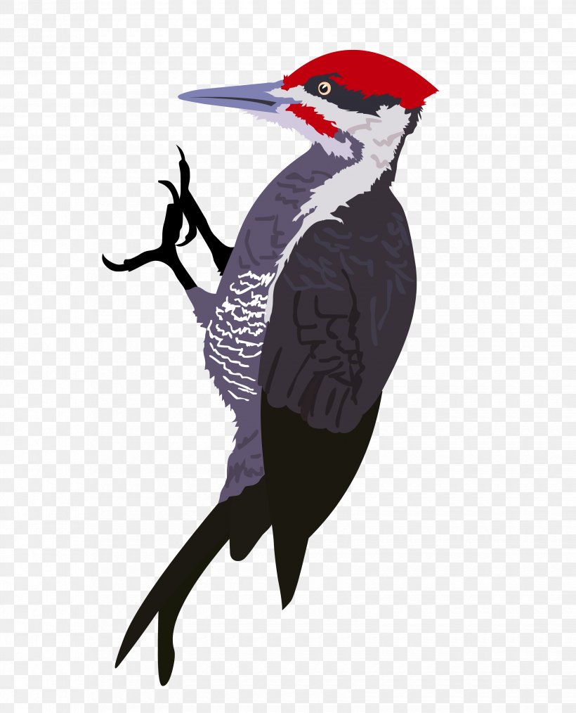 Woody Woodpecker Drawing, PNG, 3300x4083px, Woodpecker, Art, Beak, Bird, Cartoon Download Free